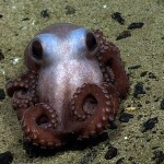 an octopus in the monument