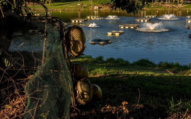 A Brazilian tilapia firm