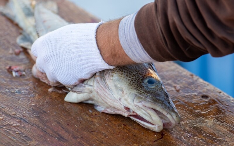 A man filleting a cod
