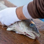A man filleting a cod