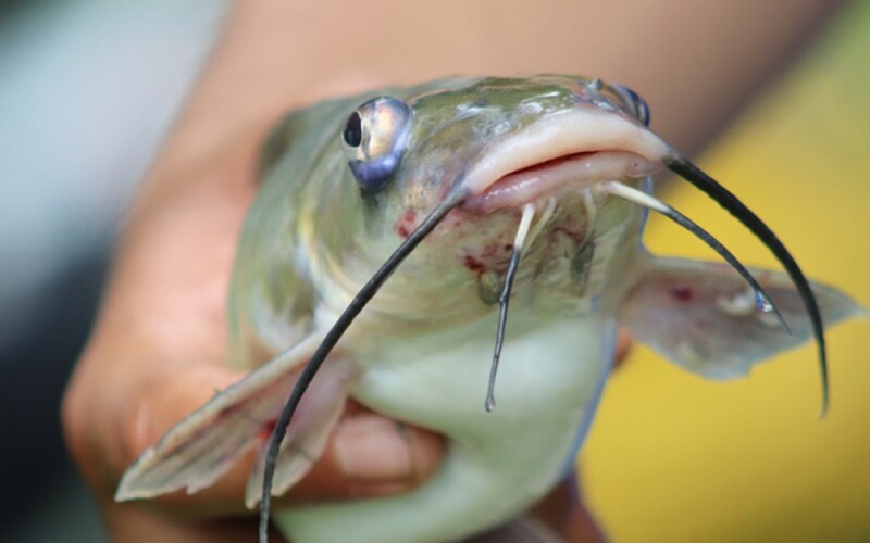 a catfish