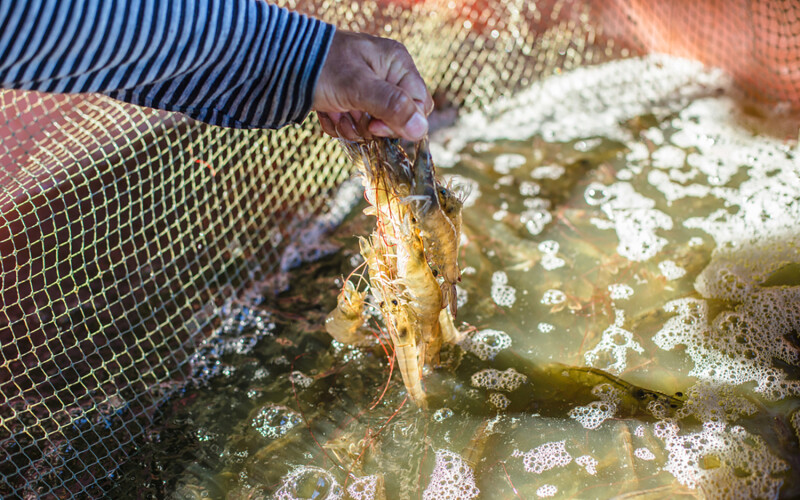 A shrimp farmer holding multiple whiteleg shrimp