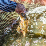 A shrimp farmer holding multiple whiteleg shrimp