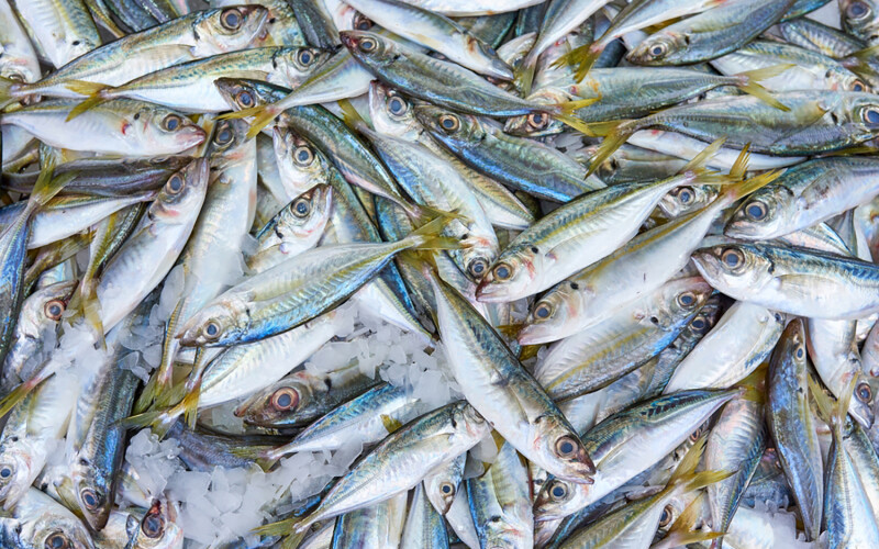 A pile of horse mackerel