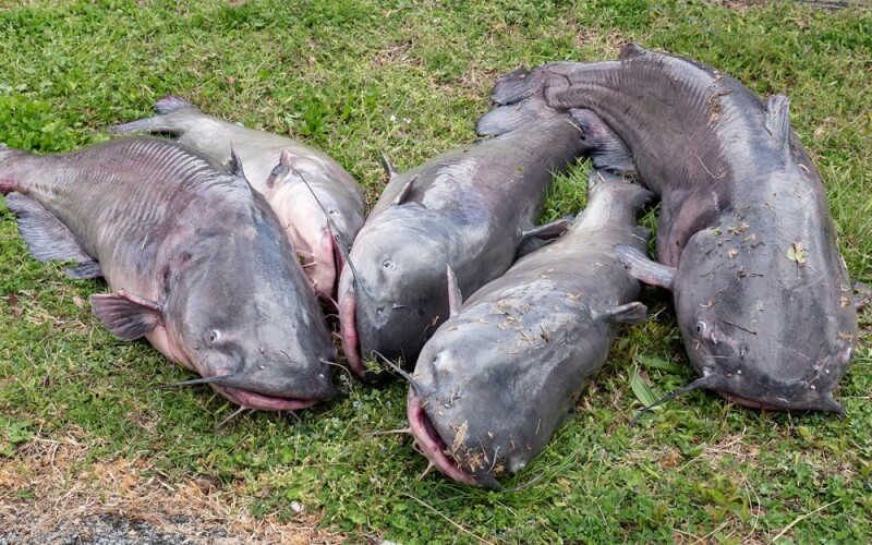 invasive blue catfish