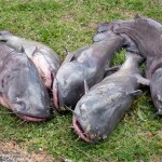 invasive blue catfish