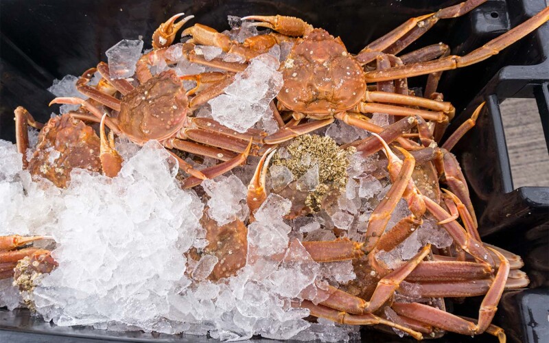 A container with snow crabs on ice