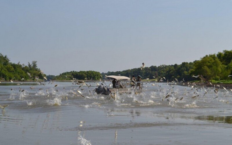 asian carp