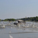 asian carp