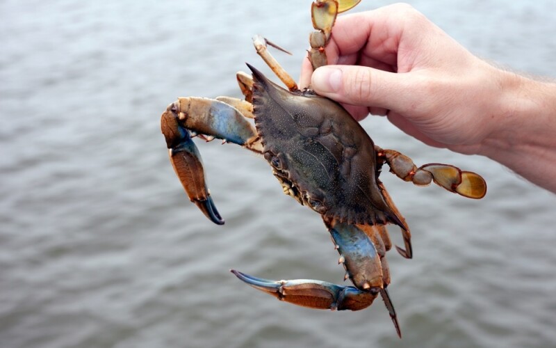 a blue crab