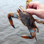 a blue crab