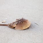 a horseshoe crab