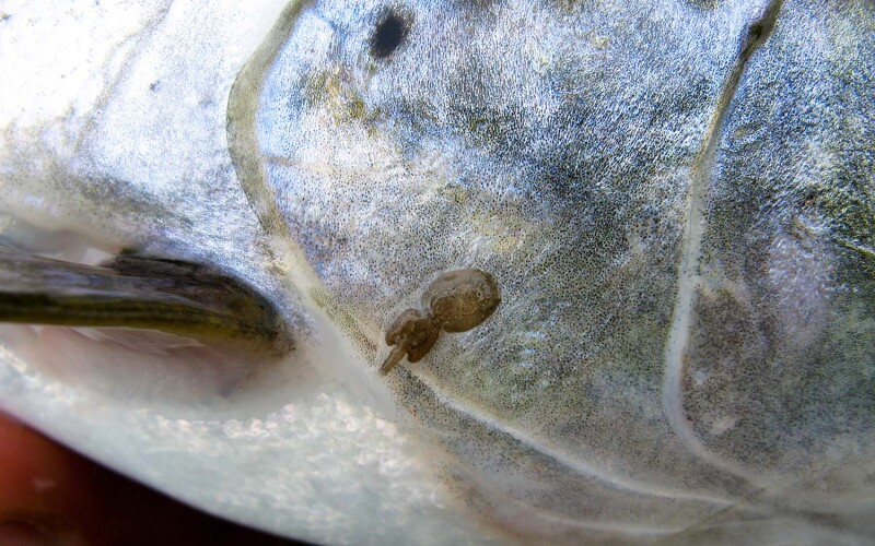 The University of Sterling in Scotland released a study about the different secretions in salmon lice larvae versus adult larvae, and how that can aid treatment for aquaculture