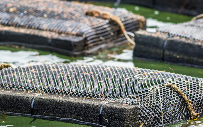 A close-up shot of an oyster trap on a farm in Maine