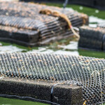 A close-up shot of an oyster trap on a farm in Maine