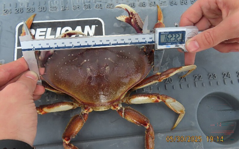 a Dungeness crab