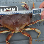 a Dungeness crab