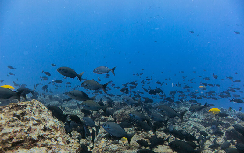 Papahānaumokuākea Marine National Monument