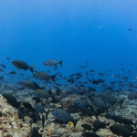 Papahānaumokuākea Marine National Monument