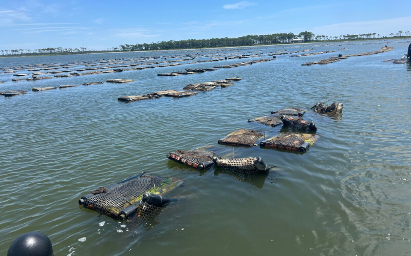 oyster production in Florida