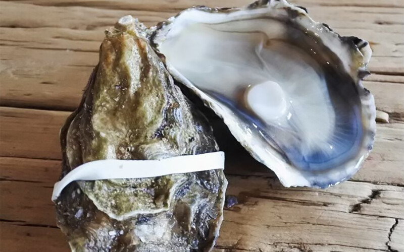 Colchester oysters