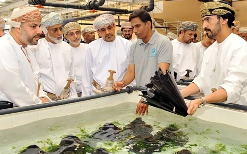 Staff of Oman Aquaculture Co. showcasing the firm's abalone-farming operations
