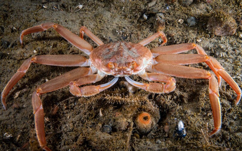 A snow crab underwater