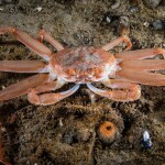 A snow crab underwater