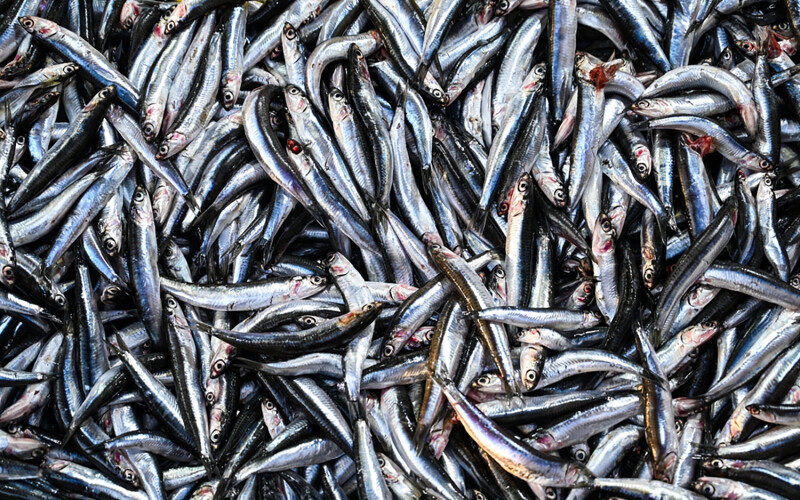 A pile of anchovies