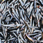 A pile of anchovies