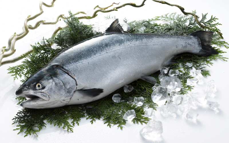 A Nissui-farmed salmon