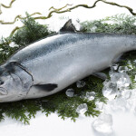 A Nissui-farmed salmon