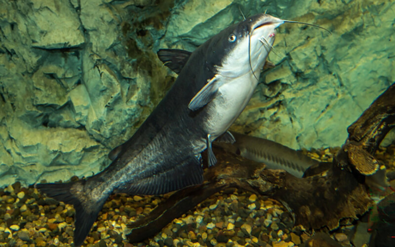 a blue catfish
