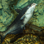 a blue catfish