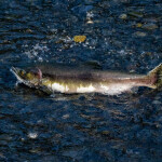 Picture of a salmon in a river