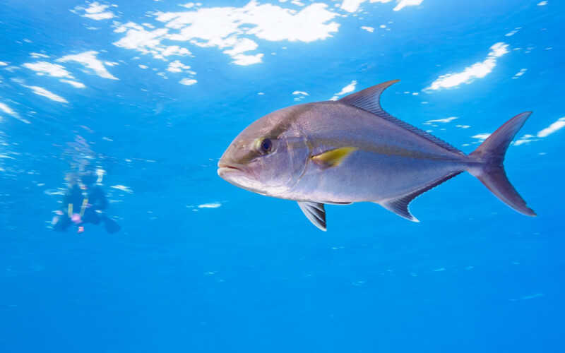 An amberjack swimming in the water