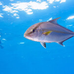 An amberjack swimming in the water