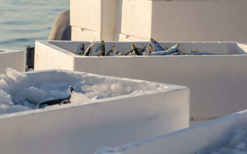 Fish in Styrofoam containers ready for shipment