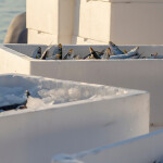 Fish in Styrofoam containers ready for shipment