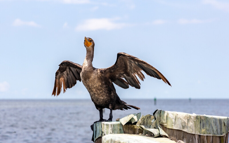 a double-crested cormorant