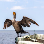 a double-crested cormorant