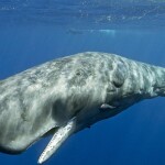 a sperm whale