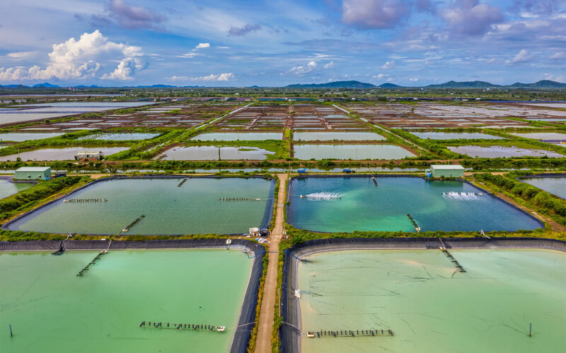 A Vietnam shrimp farm
