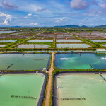 A Vietnam shrimp farm