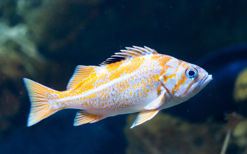 a rockfish
