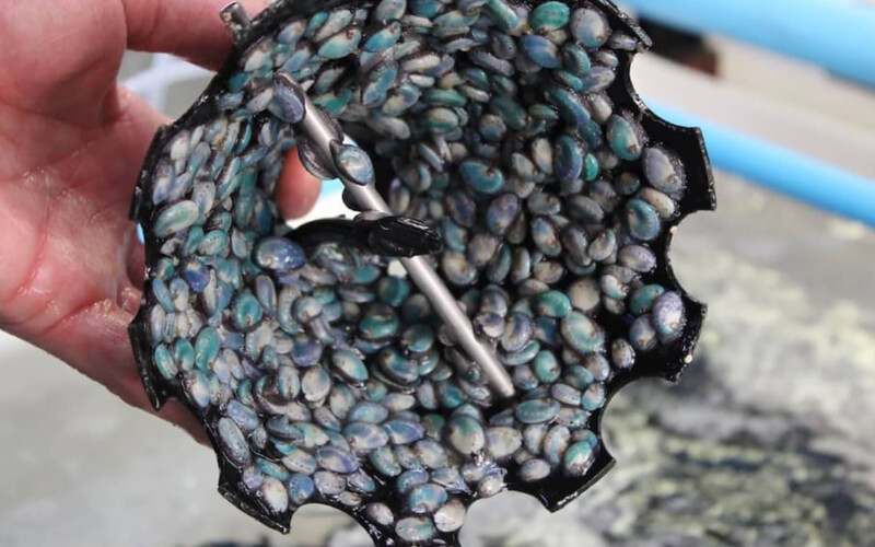 Abalone spat
