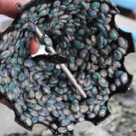 Abalone spat