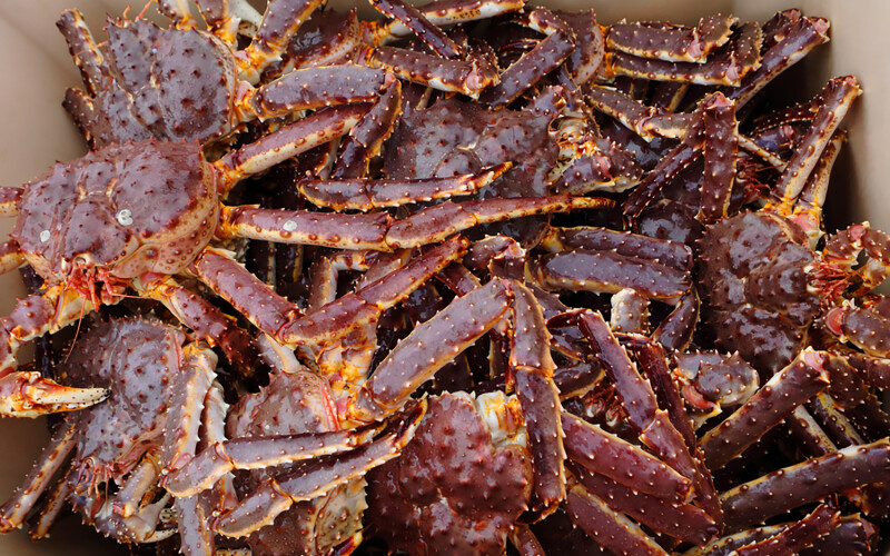 Red king crab