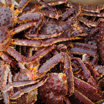 Red king crab
