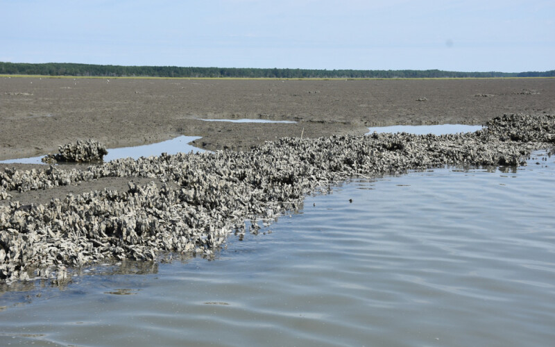 An oyster reef
